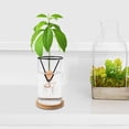 thumbnail image 5 of WEUVEB Metal Fruit Tree Support Rack, and Stable Plant Growing Frame, Easy to Use, Set of 4 Pieces, 5 of 8