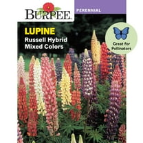 Burpee Russell Hybrid Mixed Colors Lupine Seeds, Perennial Flower Seeds, 1g, 1-Pack New Annual