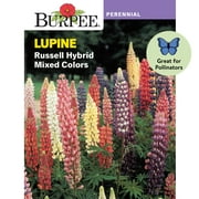 Burpee Russell Hybrid Mixed Colors Lupine Seeds - Non-GMO, Attracts Pollinators, Perennial Flower Seeds, 1g, 1-Pack