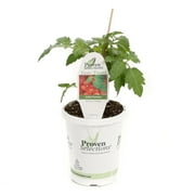 Proven Winners 4-Pack, 4.25 in. Grande Proven Selections Juliet Grape (Tomato) Live Vegetable Plant