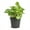 3 Plants, variant on Peperomia Golden Gate - Live Plant in a 4 Inch Growers Pot - Peperomia Obtusifolia - Rare and Elegant Indoor Houseplant