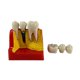 thumbnail image 3 of Modelo de dientes 4 veces, modelo de enseñanza, resina, modelo de exhibición de enseñanza de dientes para estudiantes, 3 of 9