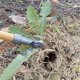 thumbnail image 4 of Weed Puller with Wood Long Handle, Root Remover for Garden Care, 4 of 5