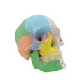 thumbnail image 2 of Human Skull Model Specimen Life Size Replica Details For Medical Learning, 2 of 5