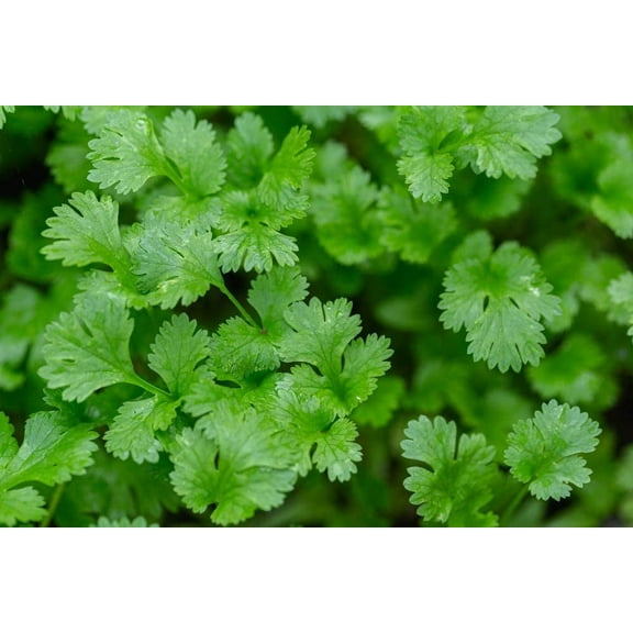Cilantro Seeds | 500  Seeds | Herb Garden Seeds for Planting. Indoor Herb Garden, Good Outdoor Herbs