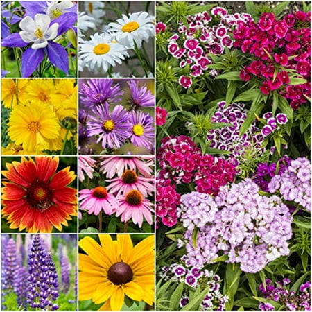 Packet of 3,000 Seeds, Perennial Wildflower Mixture (100% Pure Live Seed) Open Pollinated Seeds by Seed Needs