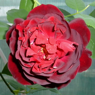 Heirloom Roses - Smokin’ Hot™ Hybrid Tea Rose Plant , Repeat Blooming ...