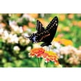 thumbnail image 3 of Hausenflock, Alan 24x17 Black Modern Framed Museum Art Print Titled - Giant Swallowtail, 3 of 5