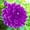 D, variant on Dahlia, Low Maintenance - Easy Grow - Ideal for Beds Borders, Plant Pots & Planters