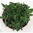thumbnail image 2 of Miniature Tiger Jade Plant - Crassula - Easy House Plant - 2.5" Pot, 2 of 3