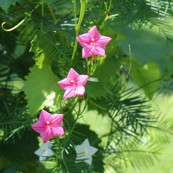 Outsidepride Cypress Vine Rose - 200 Seeds