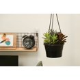 thumbnail image 2 of Costa Farms Desert Escape Live Assorted Succulent Hanging Basket Plant in 6in., 2 of 5