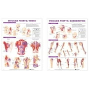 Lippincott Williams & Wilkins ANAA33 20 x 26 in. Trigger Point Chart Set Laminated