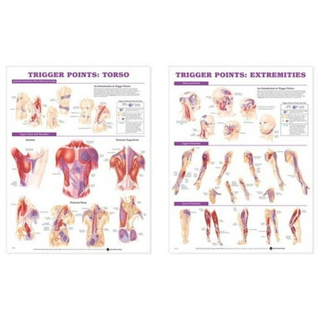 Lippincott Williams & Wilkins ANAA33 20 x 26 in. Trigger Point Chart Set Laminated