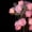 Pink, variant on 10 Ft 20 LED Purple Rose Fairy Lights for Shelf Window and Mantle Decor with Flexible Copper Wire for Events, Purple