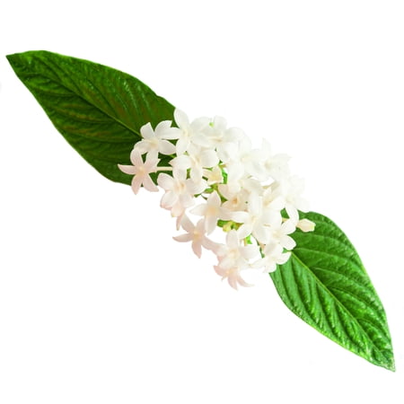 Delray Island - Delray Plants Live Pentas - Outdoor Plants - Fresh from the Farm - White - 4 pack