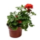 thumbnail image 3 of planta natural geranio 39 x 38 cm con maceta de plástico, 3 of 4