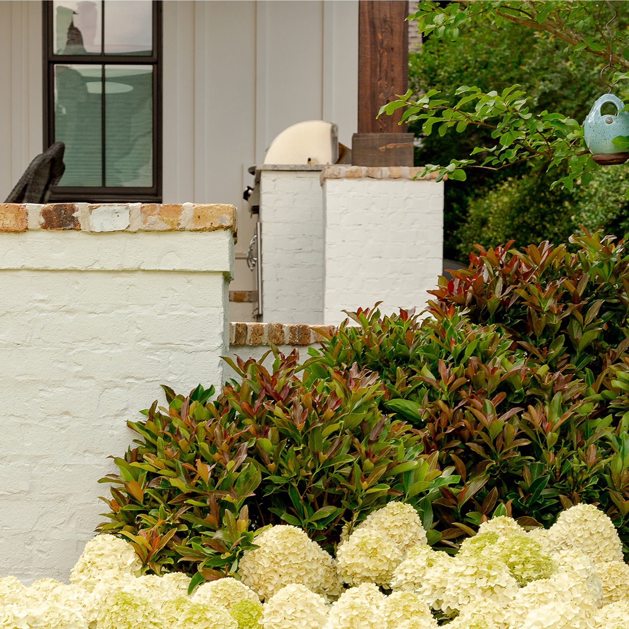 Southern Living Viburnum Copper Top Live Shrub in 2-Gallon Grower Pot