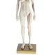 thumbnail image 4 of de anatomía femenina de 11 pulgadas - Escultura de pintura de modelo anatómico de y músculo , referencia anatómica para, 4 of 8