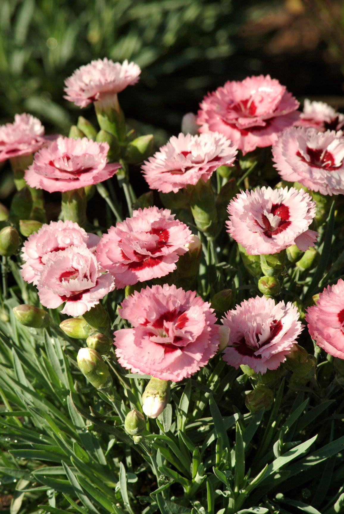 Better Homes & Gardens 2.5 Quart Dianthus 'Scent First' Multicolor Full Sun Perennial Outdoor Live Plants