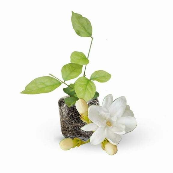 Bright White Orleans Jasmine Plant Live 4-8 Inch, Outdoor Jasmine Plant Live