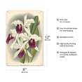 thumbnail image 2 of Laelia Orchid (Laelia Purpurata Lindi) - Vintage Botanical Illustration by Jean Jules Linden c.1890 - 8 x 12 inch Vintage Metal Tin Sign, 2 of 4