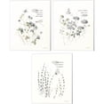 thumbnail image 1 of Great Art Now Au Naturel by Lisa Audit 3 Piece Canvas Art Set Each 12"W x 15"H, 1 of 4