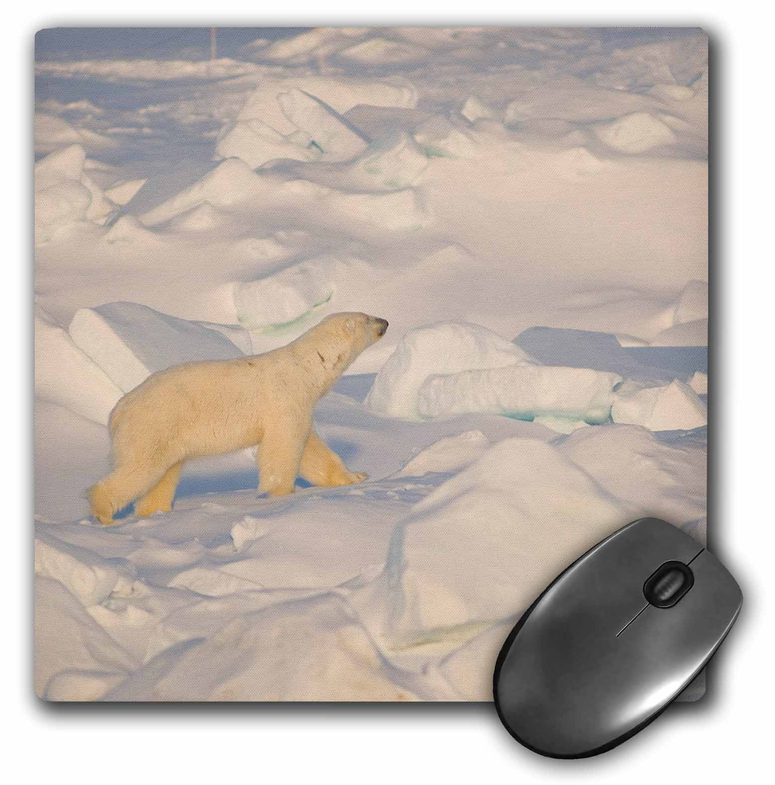 3dRose Chukchi Sea, Alaska. Polar bear adult travels