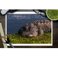 thumbnail image 3 of Gainesville, Florida, Slumbering Gator (9x12 Wall Art Print, Home Decor), 3 of 3