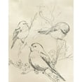 thumbnail image 2 of Vess, June Erica 20x24 Black Ornate Wood Framed with Double Matting Museum Art Print Titled - Vintage Songbird Sketch II, 2 of 4