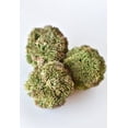 thumbnail image 4 of 4" Faux Green Sedum Ball, 4 of 4