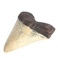 thumbnail image 4 of Megalodon Tooth Fossil Giant Tooth Megalodon Tooth Resin Replica, 4 of 5