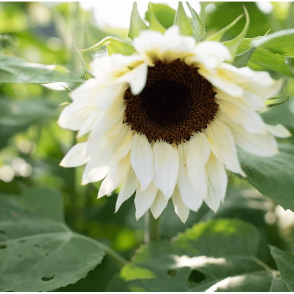 20 Seeds White Nite Sunflower Seeds for Planting, Elegant Creamy-White Blooms, Easy to Grow Perennial for Gardens