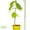 D, variant on 6 Pack Plant Support Stakes, Upgraded Plant Stake for Indoor Plants, Flower Sticks Orchid Stakes Plant Sticks Support for Peony Tomato Rose