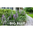 thumbnail image 2 of Liriope Big Blue | 1 Large Gallon Size Plant | Liriope muscari | Lavender Blue Flowers | Evergreen Ground Cover for Shade | Landscape Borders for Walkways and Beds, 2 of 6