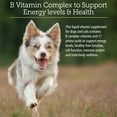 thumbnail image 3 of Rx Vitamins Amino B Plex Cat & Dog Supplement - Vitamin B Complex Liquid Plus Amino Acids for Dogs & Cats - Appetite Booster and Weight Gainer Cat & Dog Vitamins - 4 oz, 3 of 8