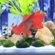 thumbnail image 3 of 4 PCS Aquarium Artificial Goldfish Decoración Luminoso Fish Ornamone Decoración de peces de silicona, 3 of 4