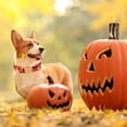 thumbnail image 4 of Collar para Perro con Diseño Único de Patas y Hebilla Metálica Otoño Invierno, 4 of 6