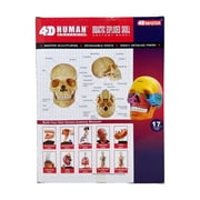 4D Master 4D Human Anatomy - Didactic Exploded Skull Anatomy Model
