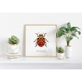thumbnail image 2 of Water Lady Beetle Scientific Illustration Poster Vintage Insect Natural History Entomology Wall Art 16x24 UNFRAMED, 2 of 3