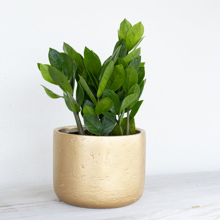 U*a様 plants by the core CR-03 United Nursery Live ZZ Plant 12-16 inches Tall in 6-inch