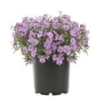 thumbnail image 2 of Expert Gardener 2QT Pink Phlox Live Perennial Plant Sun 3-Pack, 2 of 5