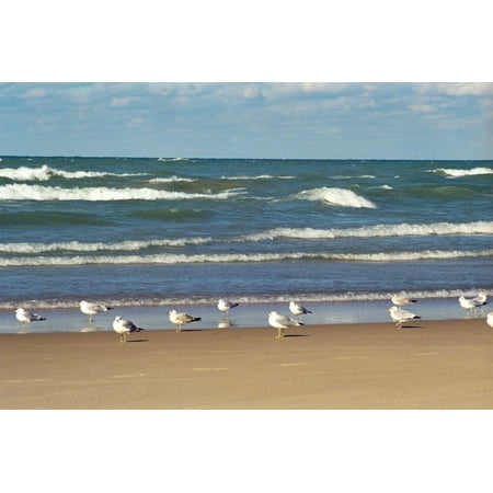Flock of seaguls on the beaches of Lake Michigan, Indiana Dunes, Indiana, USA Print Wall Art By Anna (The Best Beaches In Michigan)