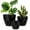All Black, variant on West Bay 12" 10" 9" Large Self Watering Plant Pots, 3 Pack Flower Pots Planters with Multi Mesh Drainage Holes for Indoor Outdoor Garden Plants and Flowers (White)