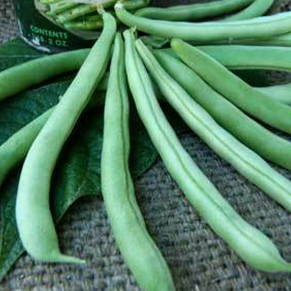 Tendergreen Bush Bean 1/2 OZ 35 Seeds NonGMO Open Pollinated