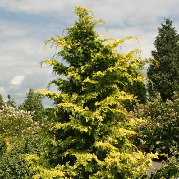 Crippsii Hinoki Falsecypress-Evergreen-Striking golden-yellow foliage  3 Gallon