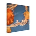 thumbnail image 4 of Canvas Wall Art - Lynann Colligan 'Jelly Fish 1' Wall Art for Living Room, Bedroom, or Office Décor by Trademark Fine Art - 24 x 24 Inches, 4 of 4