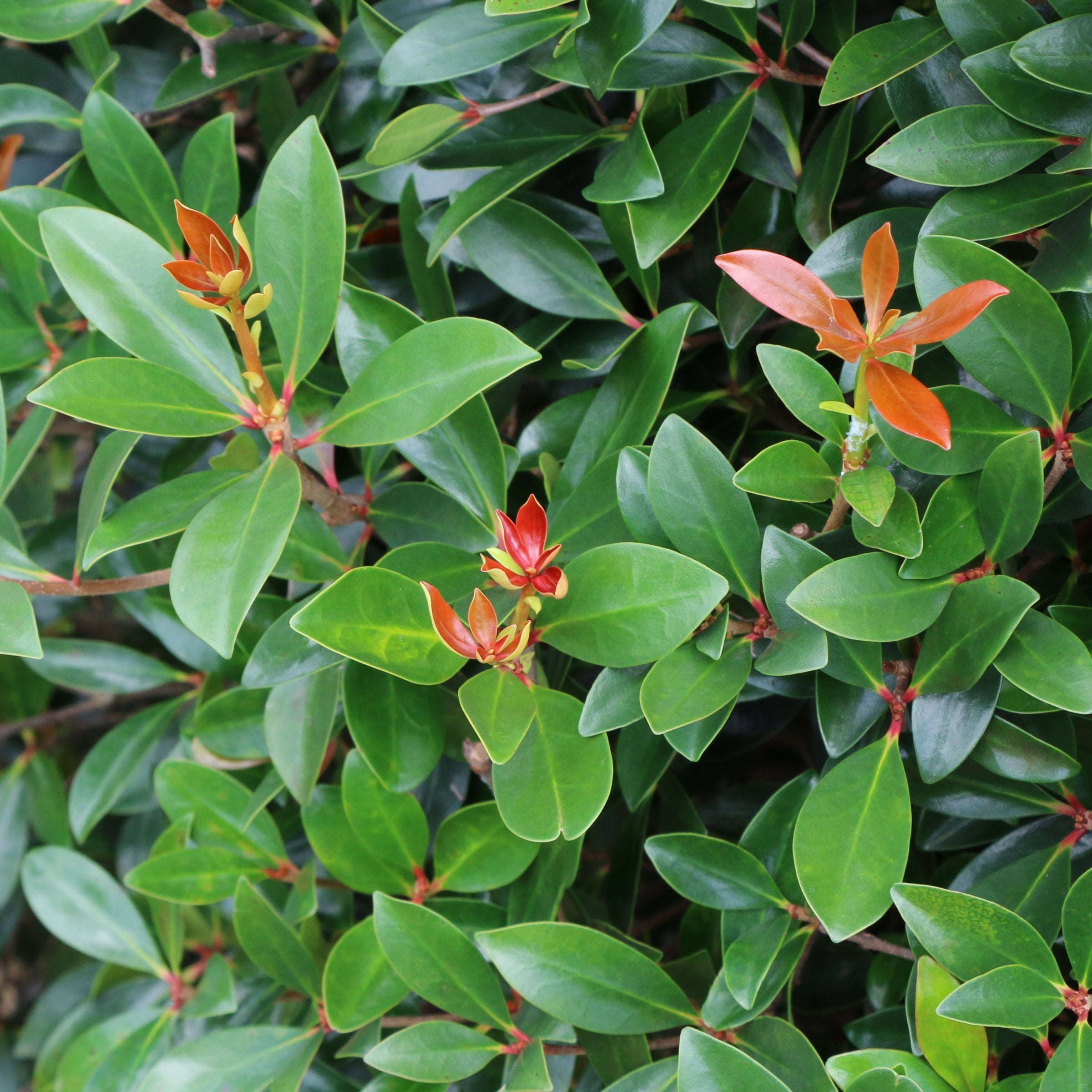 Live Shrub 1 gal Cleyera Japonica with Partial Sunlight