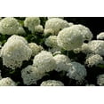 thumbnail image 2 of 2 Gallon Annabelle Hydrangea, 2 of 6