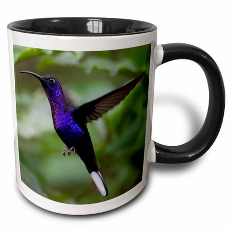 

3dRose Violet Sabrewing. Hummingbird - Monteverde. Costa Rica. - Two Tone Black Mug 11-ounce